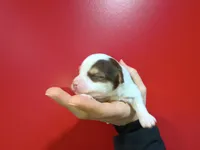 processed/3f4746a4-35ea-417e-afa2-62c783ab7a05/listing/ec0ab204-aa43-4a15-b172-55e2c967ef82/7611144a-a100-42fe-95c6-2165c79df10f