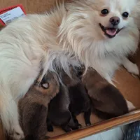 Wolf Sable male 2, a male Pomeranian for sale in Plattsburgh, NY – Photo 4 of 5