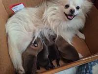 Wolf Sable male 2, a male Pomeranian for sale in Plattsburgh, NY – Photo 3 of 5