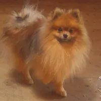 Wolf Sable male 2, a male Pomeranian for sale in Plattsburgh, NY – Photo 5 of 5