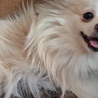 Wolf Sable male 2, a male Pomeranian for sale in Plattsburgh, NY – Photo 3 of 5