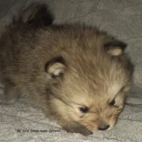 Wolf Sable male 2, a male Pomeranian for sale in Plattsburgh, NY – Photo 2 of 5