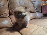 Wolf sable lighter female, a female Pomeranian for sale in Plattsburgh, NY – 3 of 4