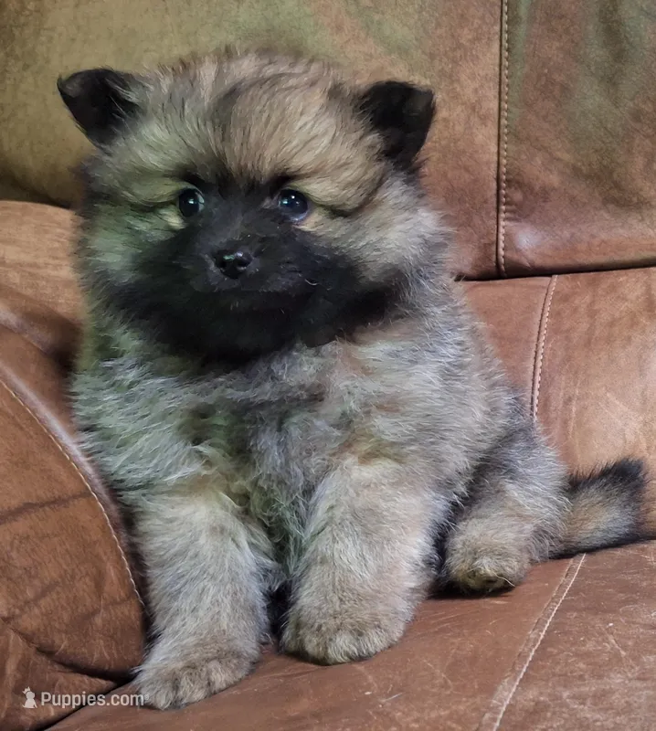 Wolf sable darker female – Pomeranian puppy for sale in Plattsburgh, NY