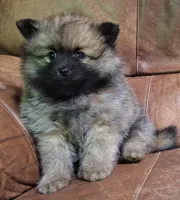 Wolf sable darker female, a female Pomeranian for sale in Plattsburgh, NY – 1 of 5
