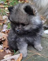 Pomeranian "Thing 1", a female Pomeranian for sale in Plattsburgh, NY – 2 of 6