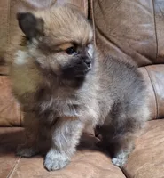 Wolf sable lighter female, a female Pomeranian for sale in Plattsburgh, NY – 1 of 4