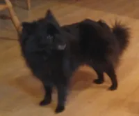 all-black female, a female Pomeranian for sale in Plattsburgh, NY – 5 of 6