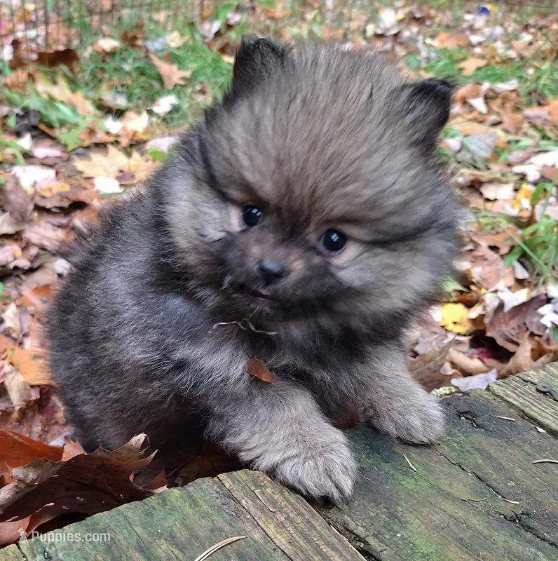 Pomeranian "Thing 1" – Pomeranian puppy for sale in Plattsburgh, NY