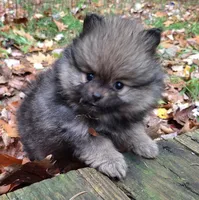 Pomeranian "Thing 1", a female Pomeranian for sale in Plattsburgh, NY – 1 of 6