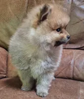 Sable female, a female Pomeranian for sale in Plattsburgh, NY – 2 of 4