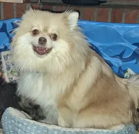 Wolf sable darker female, a female Pomeranian for sale in Plattsburgh, NY – 4 of 5