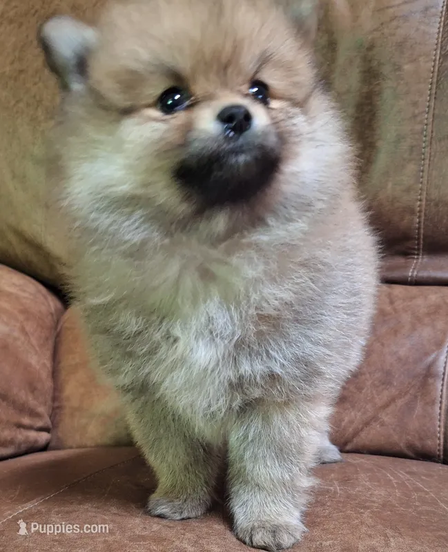 Sable female – Pomeranian puppy for sale in Plattsburgh, NY