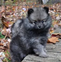 Pomeranian "Thing 2", a female Pomeranian for sale in Plattsburgh, NY – 4 of 5
