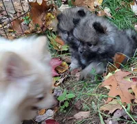 Pomeranian "Thing 1", a female Pomeranian for sale in Plattsburgh, NY – 5 of 6