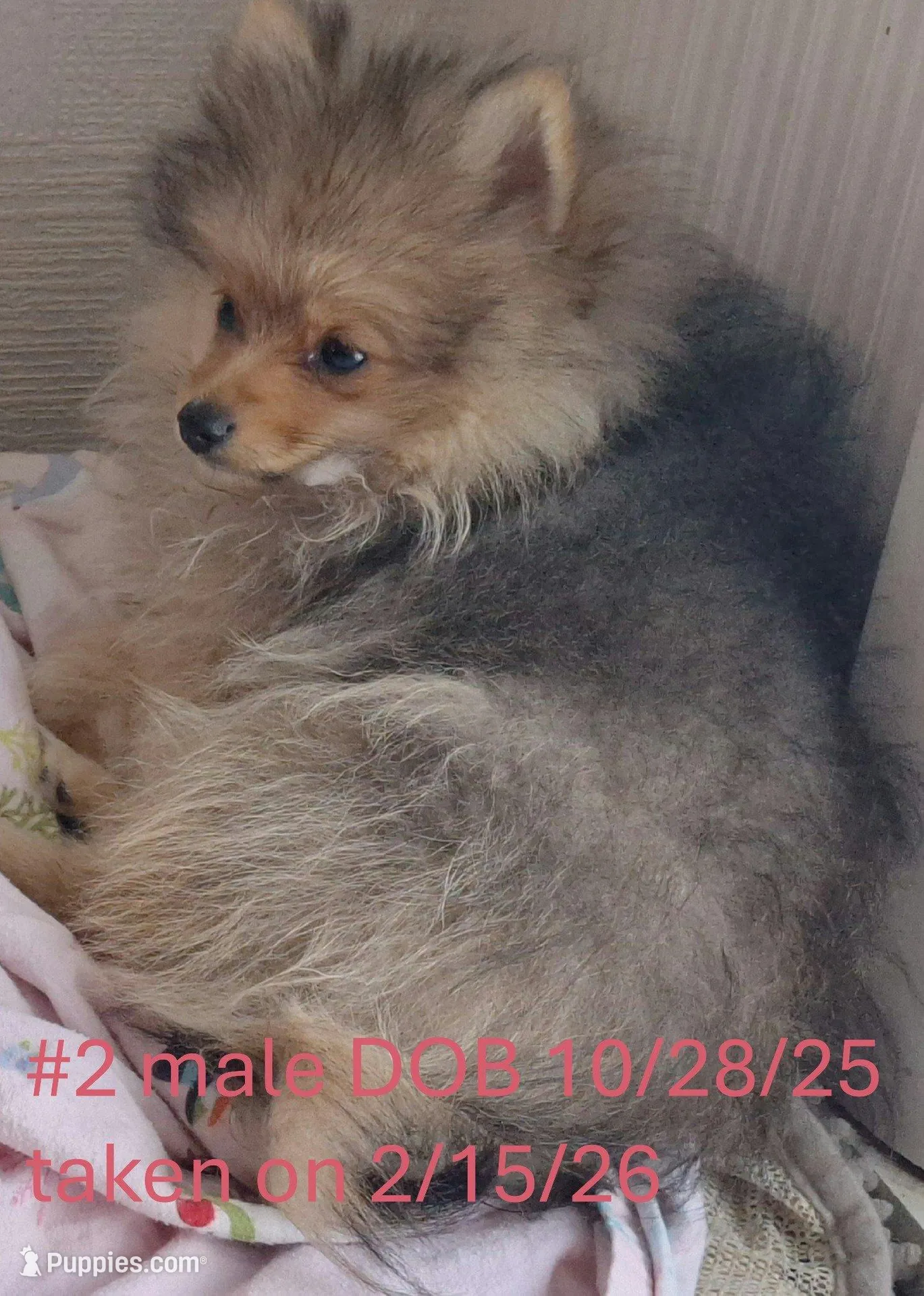 Wolf Sable male 2 – Pomeranian puppy for sale in Plattsburgh, NY