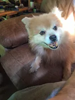 Cream sable female, a female Pomeranian for sale in Plattsburgh, NY – 6 of 6