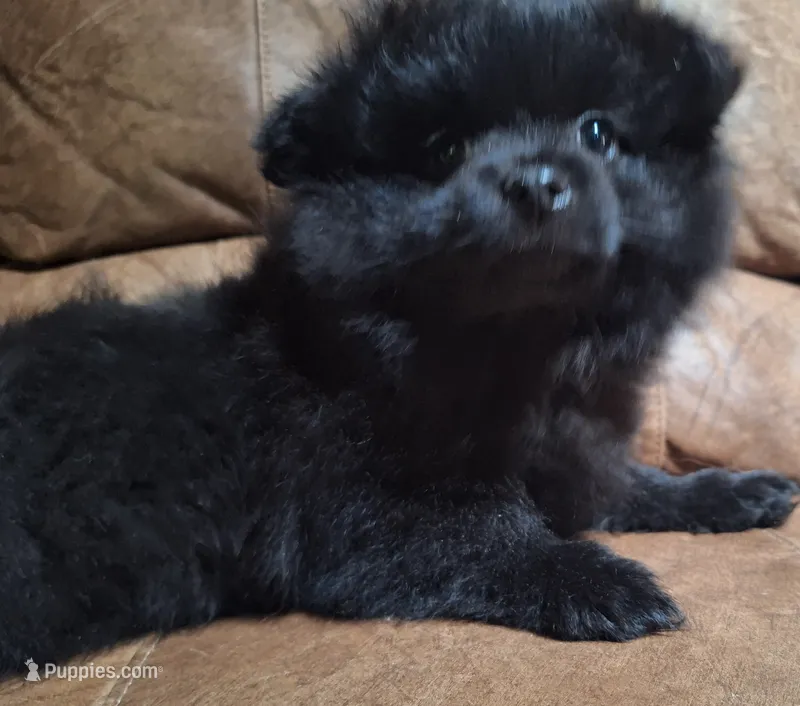 all-black female – Pomeranian puppy for sale in Plattsburgh, NY