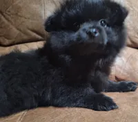 all-black female, a female Pomeranian for sale in Plattsburgh, NY – 1 of 6