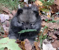 Pomeranian "Thing 2", a female Pomeranian for sale in Plattsburgh, NY – 2 of 5