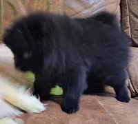 all-black female, a female Pomeranian for sale in Plattsburgh, NY – 3 of 6