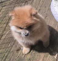 Cream sable female, a female Pomeranian for sale in Plattsburgh, NY – 2 of 6
