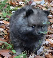 Pomeranian "Thing 2", a female Pomeranian for sale in Plattsburgh, NY – 1 of 5