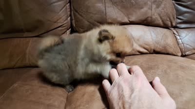 Sable female, a female Pomeranian for sale in Plattsburgh, NY – 4 of 4