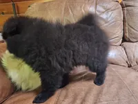 all-black female, a female Pomeranian for sale in Plattsburgh, NY – 2 of 6