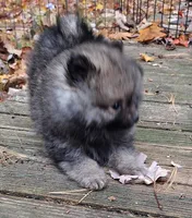Pomeranian "Thing 2", a female Pomeranian for sale in Plattsburgh, NY – 3 of 5