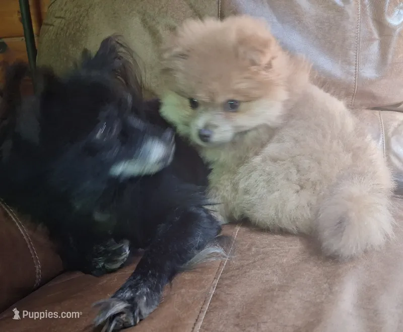 Cream sable female – Pomeranian puppy for sale in Plattsburgh, NY