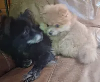 Cream sable female, a female Pomeranian for sale in Plattsburgh, NY – 1 of 6