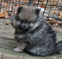 Pomeranian "Thing 2", a female Pomeranian for sale in Plattsburgh, NY – 5 of 5