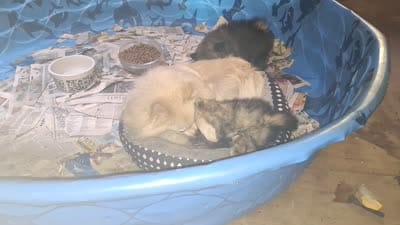 Pomeranian "Thing 1", a female Pomeranian for sale in Plattsburgh, NY – 6 of 6