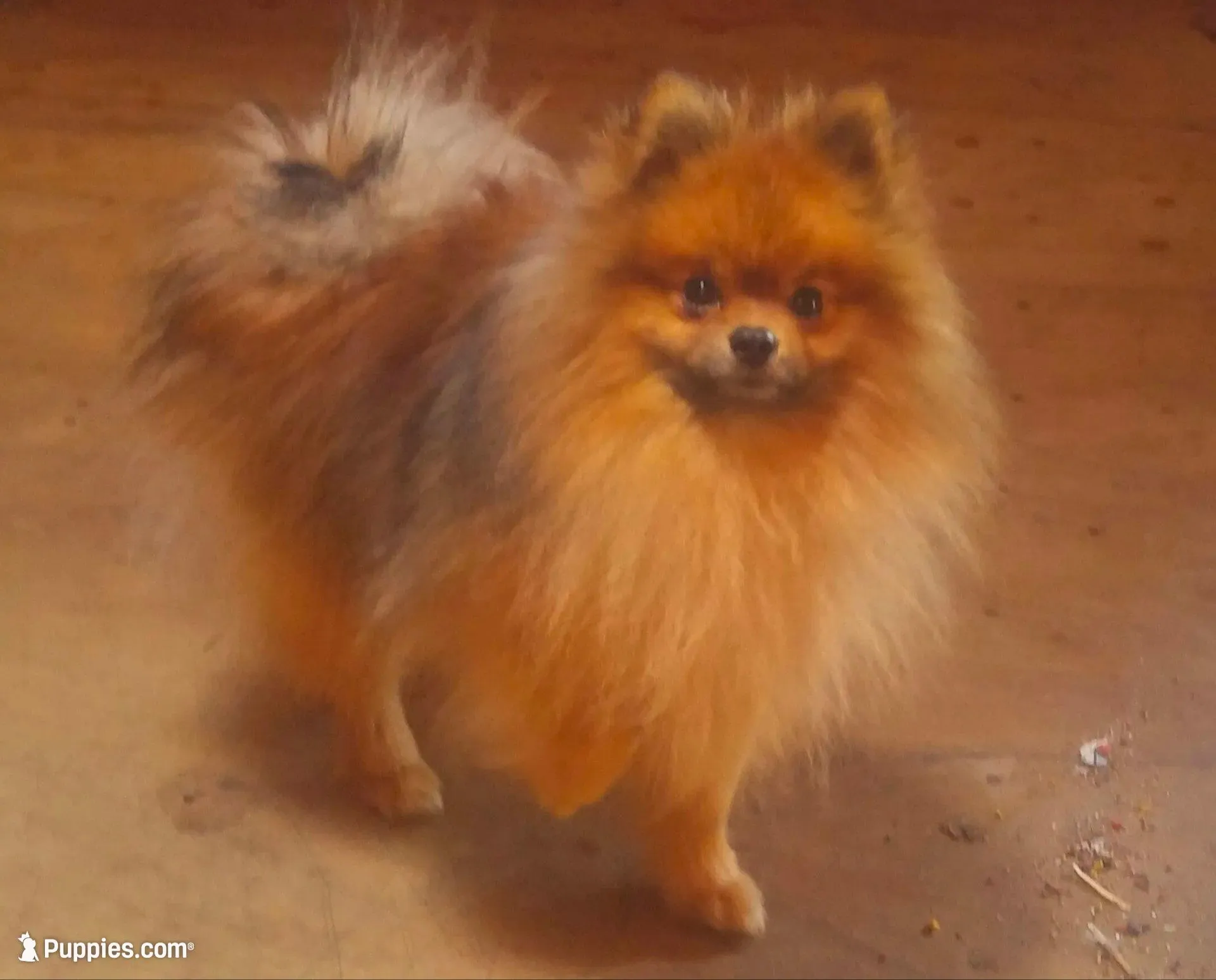Wolf Sable male 1, a male Pomeranian for sale in Plattsburgh, NY – Photo 5 of 6