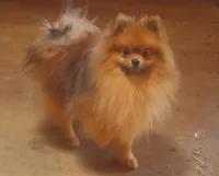 Wolf Sable male 1, a male Pomeranian for sale in Plattsburgh, NY – Photo 4 of 5