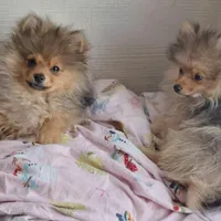 Wolf Sable male 1, a male Pomeranian for sale in Plattsburgh, NY – Photo 6 of 6