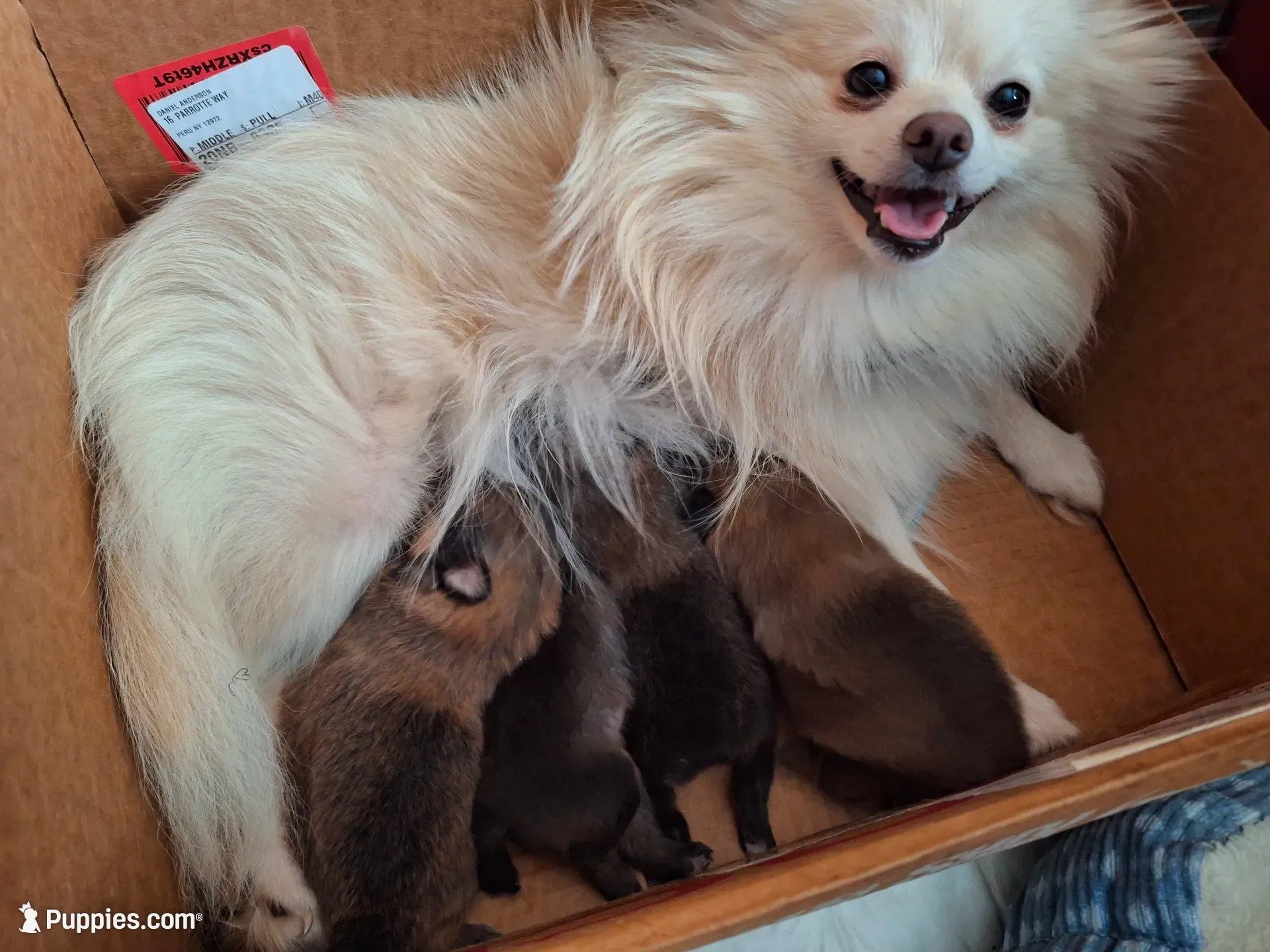 Wolf Sable male 1, a male Pomeranian for sale in Plattsburgh, NY – Photo 4 of 6