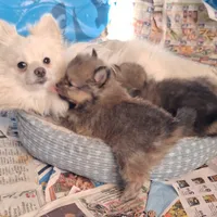 Wolf Sable male 1, a male Pomeranian for sale in Plattsburgh, NY – Photo 3 of 6