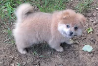 Cream sable female w tih $50 spay rebate, a female Pomeranian for sale in Plattsburgh, NY – 4 of 6