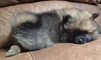 Wolf sable darker female, a female Pomeranian for sale in Plattsburgh, NY – 3 of 5