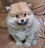 Sable female, a female Pomeranian for sale in Plattsburgh, NY – 3 of 4