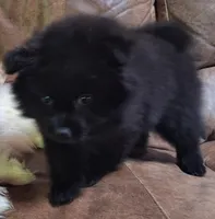all-black female, a female Pomeranian for sale in Plattsburgh, NY – 4 of 6