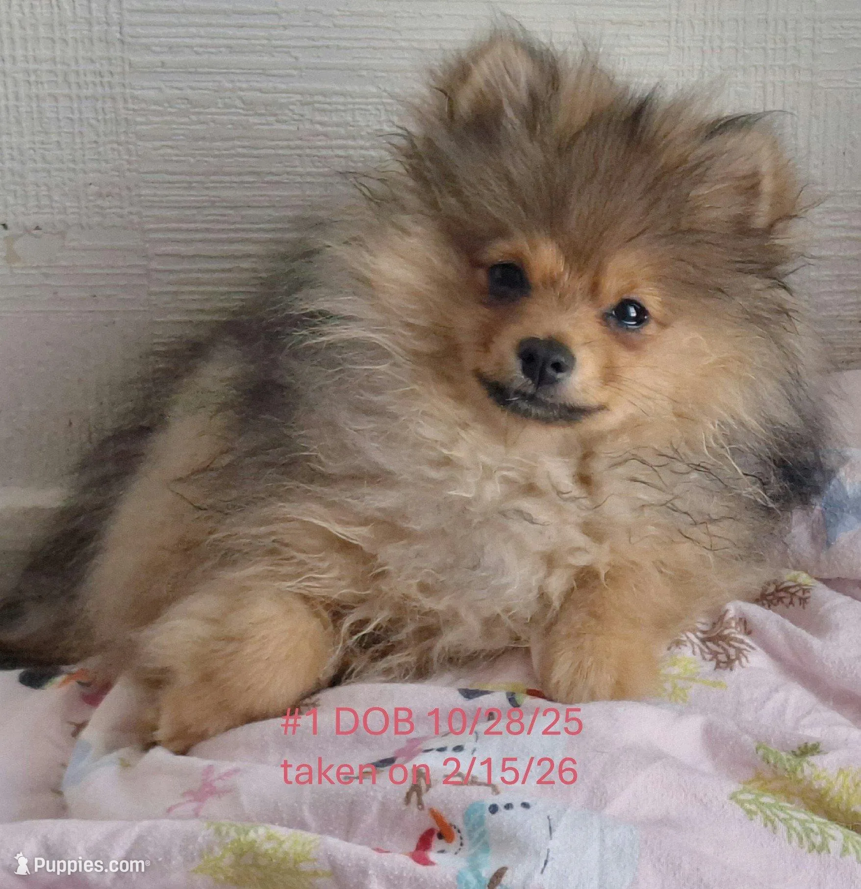 Wolf Sable male 1 – Pomeranian puppy for sale in Plattsburgh, NY