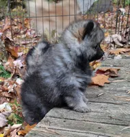 Pomeranian "Thing 1", a female Pomeranian for sale in Plattsburgh, NY – 4 of 6