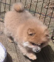 Cream sable female, a female Pomeranian for sale in Plattsburgh, NY – 3 of 6