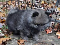 Pomeranian "Thing 1", a female Pomeranian for sale in Plattsburgh, NY – 3 of 6