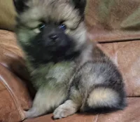 Wolf sable darker female, a female Pomeranian for sale in Plattsburgh, NY – 2 of 5