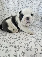 processed/3f4dff0d-75be-4ad0-8fba-c4e0303001b7/listing/0dbc4213-832c-44ea-8e65-c750701b9c31/05d48354-d28f-4ef5-81c2-80547f411390