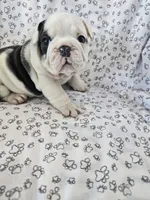 processed/3f4dff0d-75be-4ad0-8fba-c4e0303001b7/listing/0dbc4213-832c-44ea-8e65-c750701b9c31/fc94f03d-c7b2-4763-a874-3253bd44be65